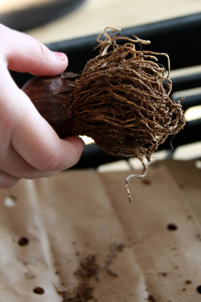 Brown Bagging Bulbs